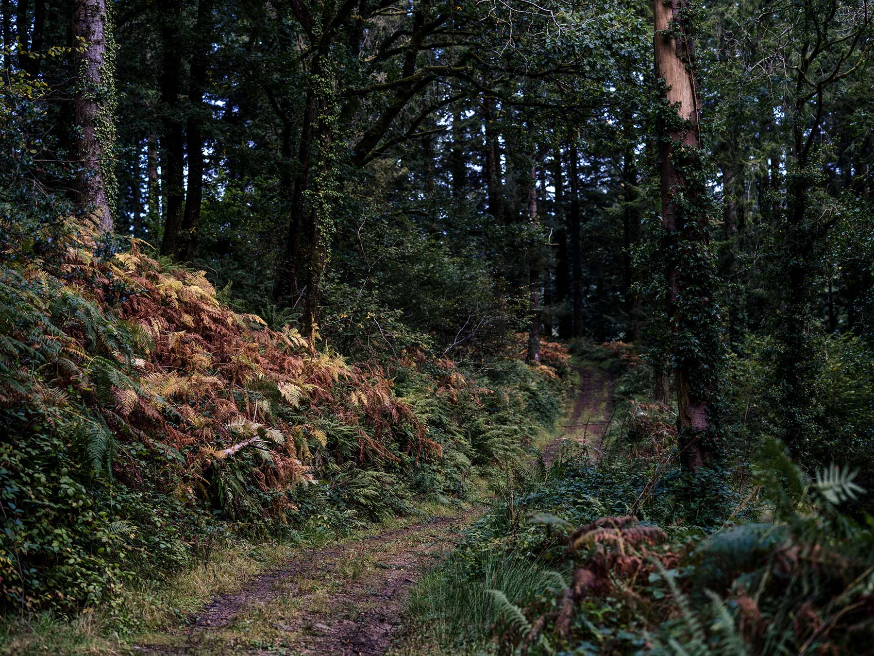 north devon woodland